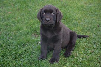 Labrador - 6