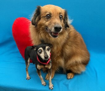 RONÍČEK - 3 kg, kastrovaný psík 13 let - 6