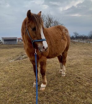 Valach na prodej - 6