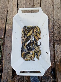 Lin obecný. - 6