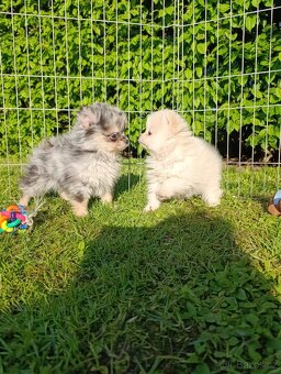 Pomeranian pomerian blu Merle - 6