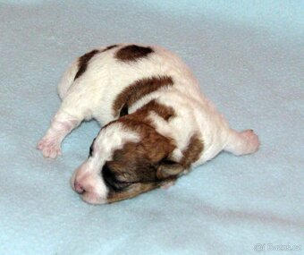 Jack Russell teriér – 4 fenky + 2 pejsci s PP k rezervaci - 6