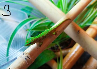 felsuma madagaskarská (Phelsuma madagascariensis) - 6