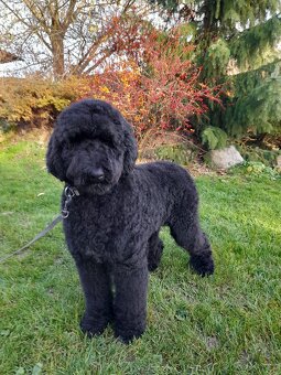 Pudl velký ( královský) štěňata bez pp - 6