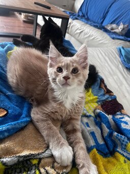 kotatko maine coon sPP-EMINEM - 6