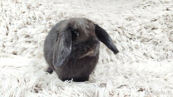 Zakrslý beránek, králíček, králík - BIBI - 6