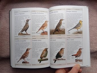 PTÁCI EVROPY-Rob Home - 6