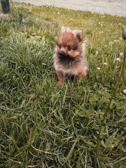 Pomeranian bez pp - 6