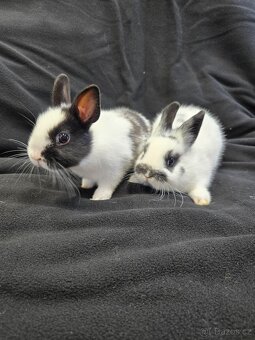 Mláďata zakrslých králíků - 6