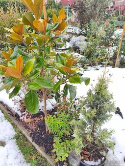 Stále zelené keře a stromy - 6