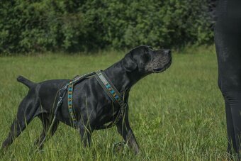 Louisiánský leopardí pes s PP - 6