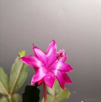 Schlumbergera - Vánoční kaktus (řízky) - 6