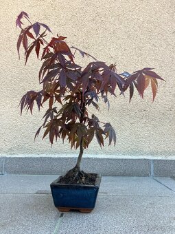 Bonsai, Bonsaj, japonský javor, skalky - 6