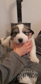 Štěně pyrenejský horský pes - 6