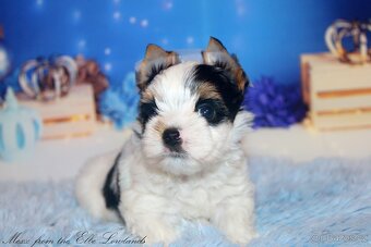 biewer terier s PP jorkšírský - 6