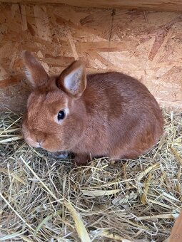 Zakrslý kraliček - 6