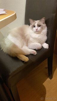 Ragdoll s PP - 6