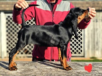 Black and Tan Coonhound - 6
