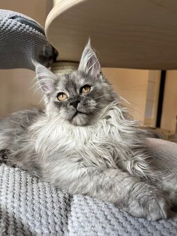 Mainská mývalí kočka s PP - 6