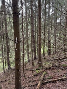 Prodám pozemky v k.ú. Mohuřice, p.č. 440 , 434/1 a 434/3 - 6