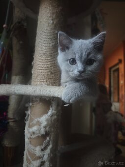 Britská koťátka - 6