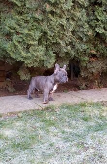 Francouzský buldoček - 6