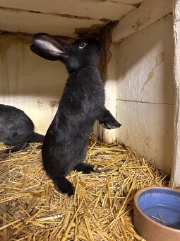 Samci králíka // samec králík - 6