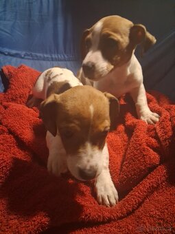 Jack Russell teriér - 6