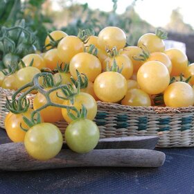 Divoká rajčata - různé druhy - semena - 6