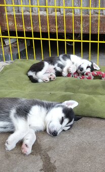 Sibiřský husky bez PP - poslední 3 kluci - 6