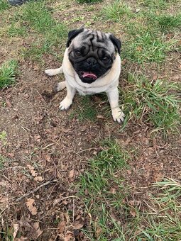 Mops - 6