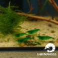 Krevetka Green Jade - 6