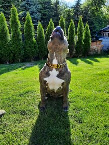 American bully Krytí - 6