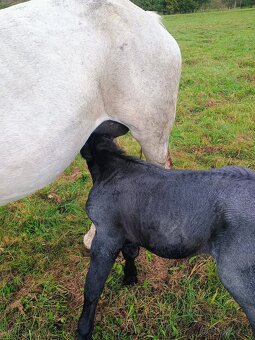 Percheron - 6
