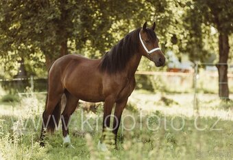 klisna Welsh pony of cob type - 6
