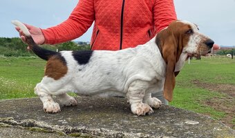 Basset Hound štěňátka s PP - 6