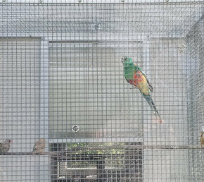 Papoušek mnohobarvý - 6