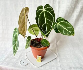 Anthurium Crystallinum Sametové srdce - 6