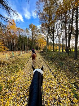 Pastevní ustájení v klidné rodinné stáji od JARA - 6