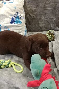 Labradorský retriever s PP tmavě hnědé barvy - 6
