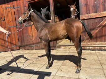 Furioso klisnička - 6