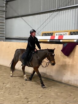 Klisna Pony B - 6