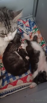 Mainská mývalí koťátka bez pp - 6
