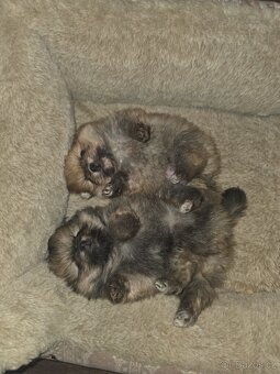 Štěňata pomeraniana - 6