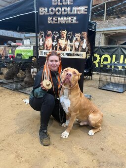 Krytí AmericanBully XXL - 6