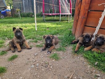 Belgický ovčák malinois - 6