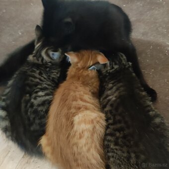Daruji 3 kocourky - 6
