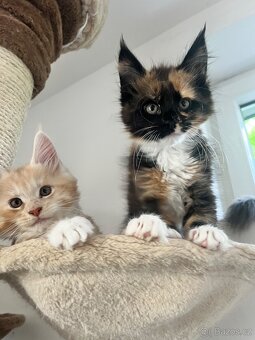 maciatka Maine coon/ mainske myvalie s PP - 6