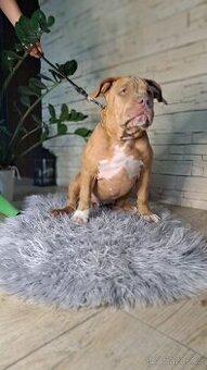 American Bully standard - k odběru - 6