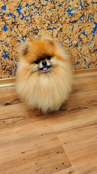 Pomeranian fenka s FCI - 6